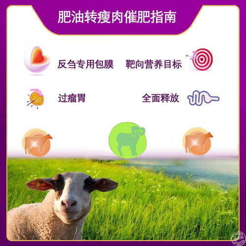 過瘤胃胍基乙酸 牛羊催肥新選擇，助力高效養殖